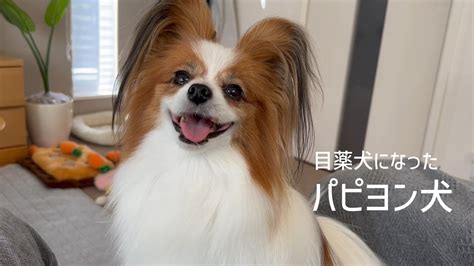 優秀 な 犬