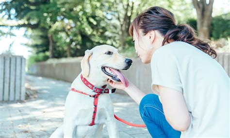 優良ブリーダーとは？選び方や見分け方を徹底解説