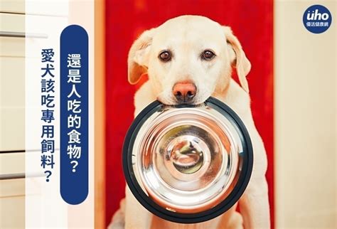 優質飼料指南：滿足愛犬營養需求的關鍵