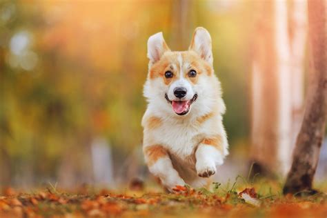 元気な犬のためにできること ～健康で幸せな犬の飼い方を徹底解説～