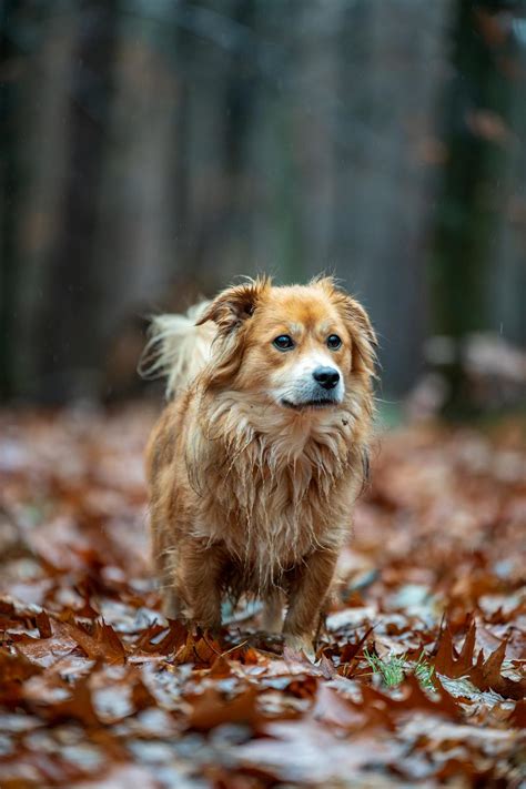 元気な犬種: 活気に満ちた仲間を見つけるためのガイド