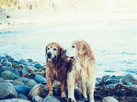 兄弟犬がいないと、残された犬は