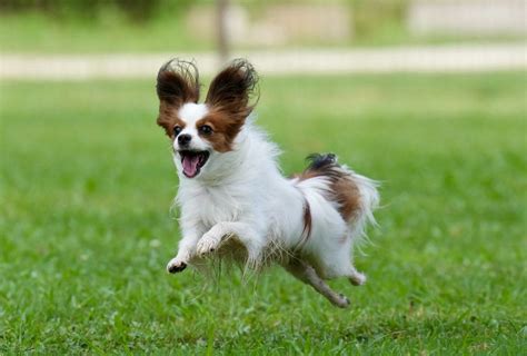 兄弟犬とは？犬種別特徴や選び方、おすすめ犬種をご紹介