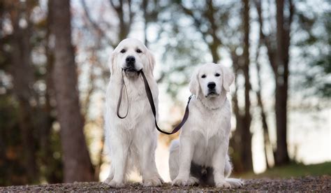 兄弟犬の絆：愛情、忠誠、そして家族の絆