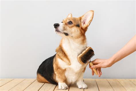 兄弟犬を迎えよう！完全ガイド