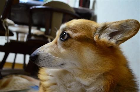 先住犬が子犬を噛む: 理解と対処法