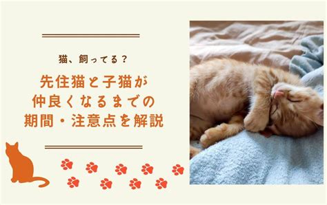 先住猫に新猫を受け入れさせるためのサイン