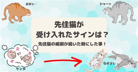 先住猫への新入り猫受け入れのサイン