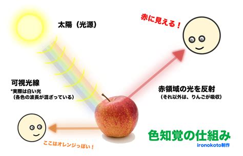 光と動物：動物界の光認識