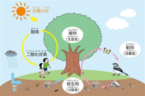 光と動物：生態系における重要な相互作用