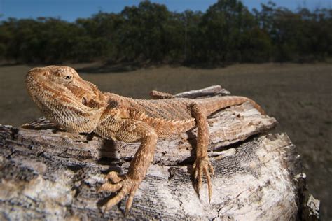 光を浴びる動物たち: 自然界の輝く宝石