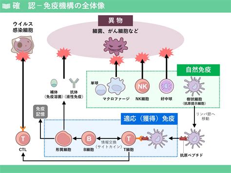 免疫機能の調節：