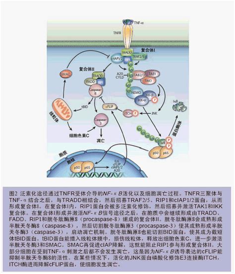 免疫系統調節：