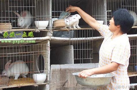 兔糧：提升飼養與繁殖力的關鍵指南