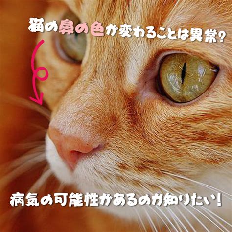 全く鳴かない猫の異常性とその対処法