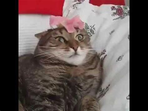 全てを理解した猫