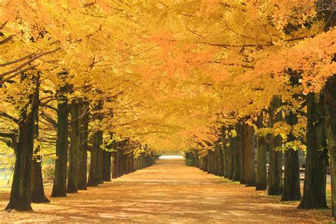 八丁堀の紅葉絶景ガイド ～東京で秋を満喫するおすすめスポット～