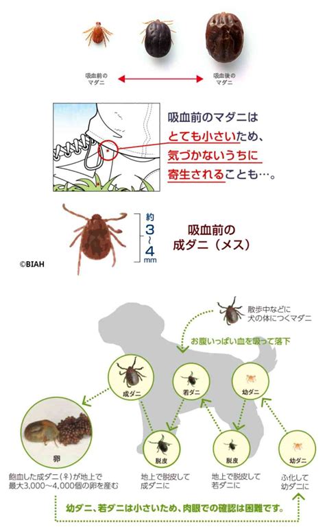 公園のダニに注意しよう！