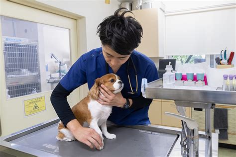 公園通りの動物病院で行うペットの健康管理と治療