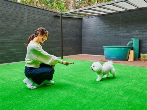 六甲アイランドでわんちゃんと一緒に楽しめる快適ドッグラン徹底ガイド