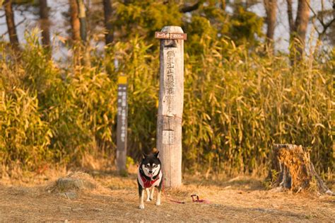 六甲山で愛犬とハイキングを楽しむための完全ガイド