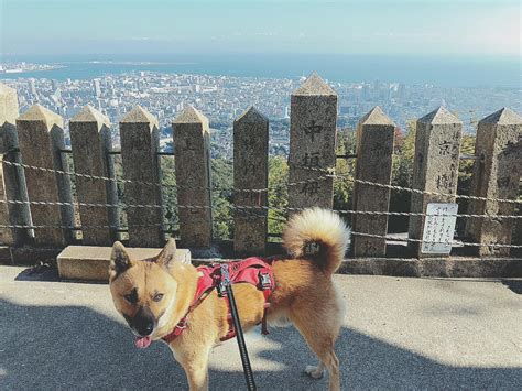 六甲山で愛犬と楽しむためのガイド