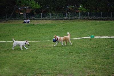 六甲山で愛犬と楽しむ！充実のドッグラン徹底ガイド