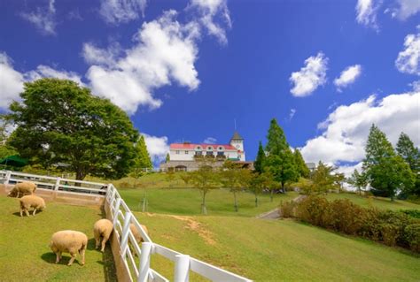 六甲山で愛犬と自然を満喫！ハイキングガイドと犬連れに優しい施設紹介