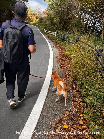 六甲山を愛犬と一緒に大満喫！犬同伴ハイキングの完全ガイド