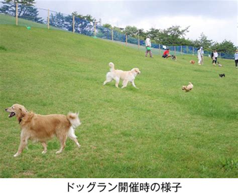 六甲山ドッグランで愛犬と最高の時間を過ごすための完全ガイド