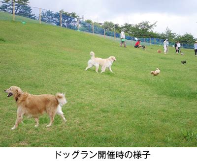 六甲山ドッグランで愛犬と楽しいひとときを過ごす