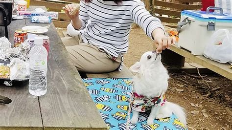 六甲山ペット宿泊: 愛犬との癒しの旅へ