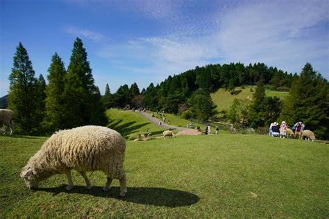 六甲山牧場的特色