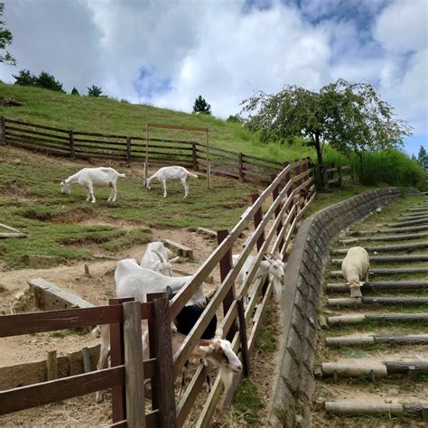 六甲山牧場：關西地區親子旅遊首選，享受自然與動物的樂園