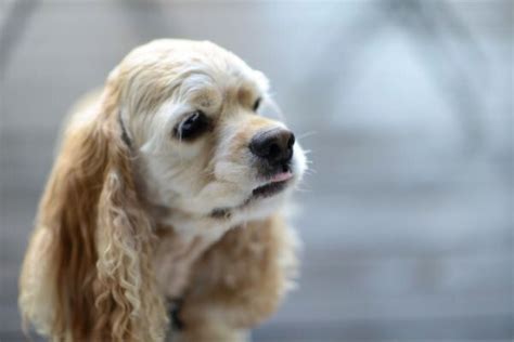 六甲山犬: 歴史、性格、飼い方、健康管理の完全ガイド