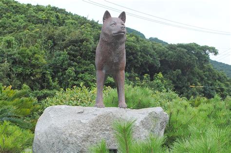 六甲山犬とは