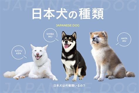 六甲山犬：知られざる日本犬種の魅力