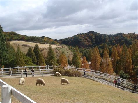 六甲山 牧場