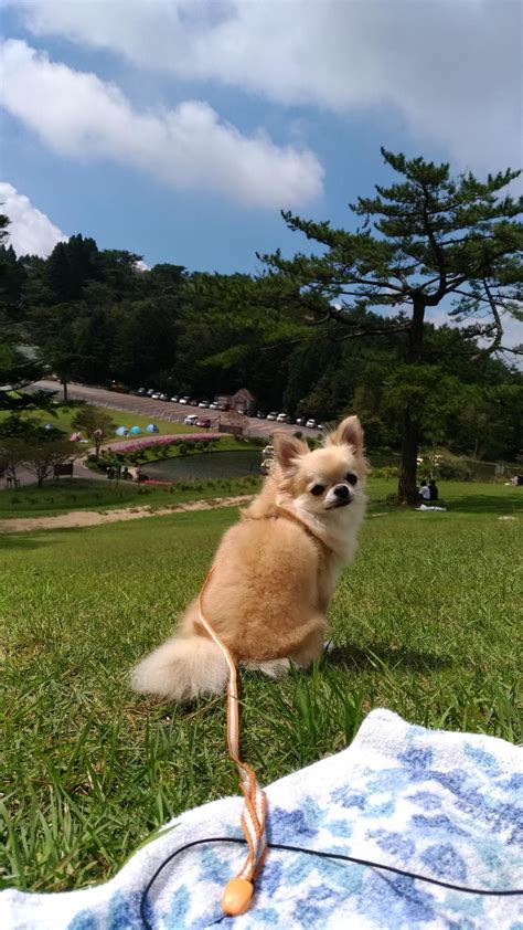 六甲山 犬 同伴