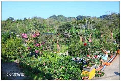 六 七 一 茶 花園