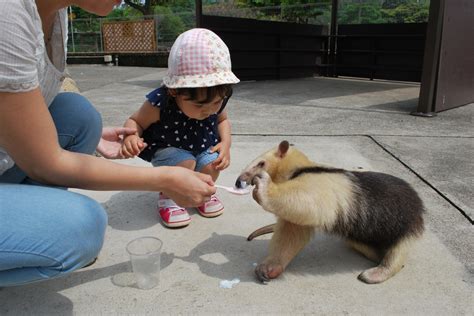 兵庫県のおすすめアニマルサークル徹底ガイド