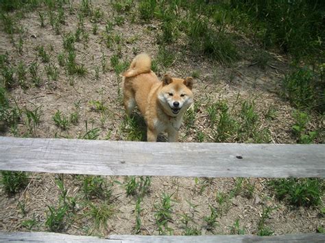 兵庫県アニマルサークル探訪：地域社会における動物愛護の拠点