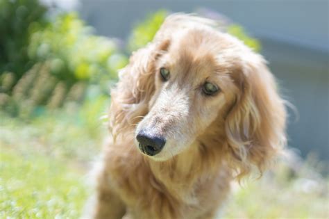 円形歩行をする老犬: 原因、対処法、予防