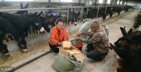 冠全飼料簡介