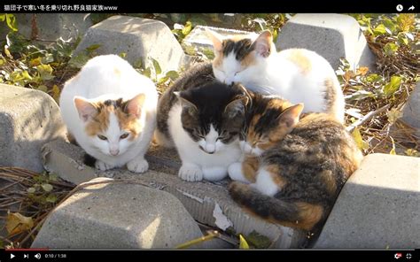 冬の野良猫を救うための包括ガイド