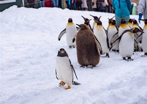 冬季限定！旭川動物園的夢幻雪景