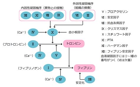 凝固：