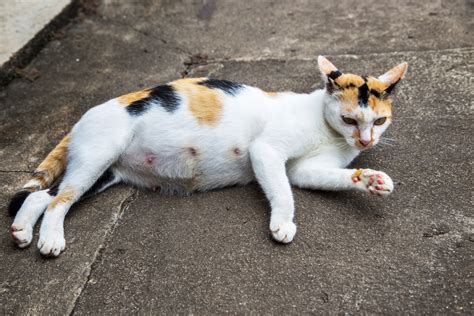 出産 後 の 猫