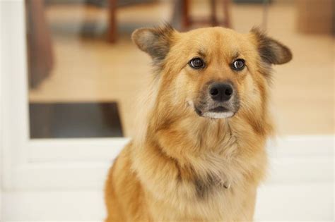 出雲どうぶつ病院で最高の獣医療をペットに提供する方法