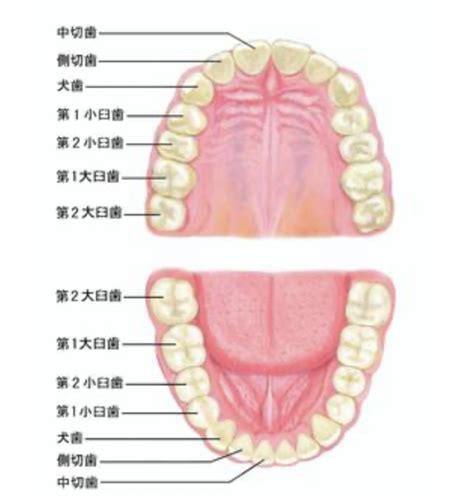 切歯：